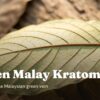 Detailed macro view of a mature kratom leaf underside showing the intricate network of branching veins and cell walls.