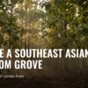 Inside a Southeast Asian Kratom Grove